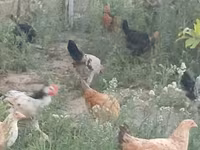 Chickens — الصورة 5