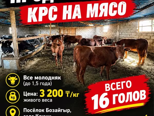 Bulle, Simmental cattle