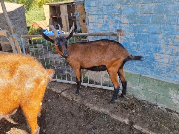 बकरी, Alpine goat
