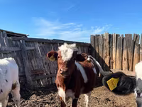 Buqa, Russian Black pied cattle — 2-rasm