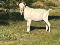 Keçi, Saanen goat — foto 3