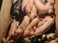 Schweine (Partie, Geschlecht nicht angegeben), Schweine — Foto 1