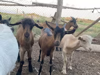 عنزة, Alpine goat — الصورة 7