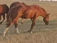 Caballo, Russian Don — foto 1