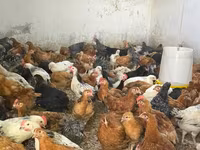 Chickens — photo 4