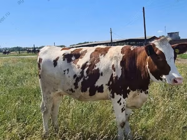 Сиыр, Russian Black pied cattle