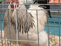 براهما — الصورة 2