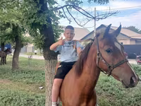 Caballo, Caballos — foto 3