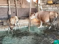 بقرة, الماشية — الصورة 2