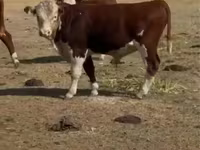 ثور, Swiss cattle — الصورة 1