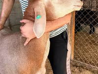 Qoç, Arashan sheep — foto 6