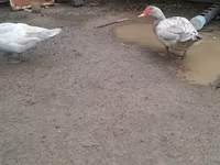 Ducks — फ़ोटो 6