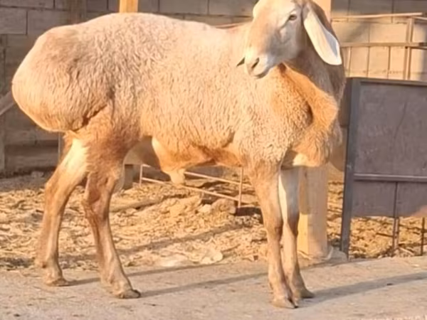 كبش, Hissar sheep