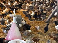 Chickens — Foto 4