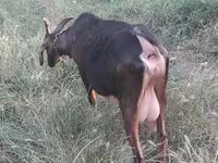 Ешкі, Nubian Goat — 3-сурет