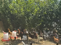 Chickens — 3-сурет