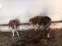 Бұқа, Simmental cattle — 3-сурет