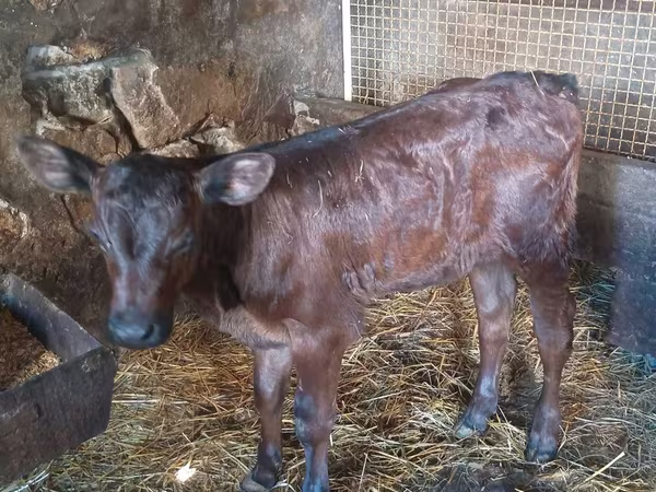 Kuh, Limousin-Kuh