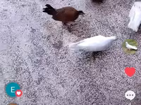 Chickens — Foto 2