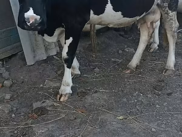 Sigir, Gollandiyalik zot