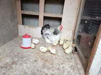 Chickens — 2-сурет