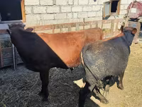 Buğa, Mal-qara — foto 1