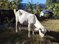 Ziege, Saanen goat — Foto 1