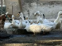 Ducks — 2-сурет