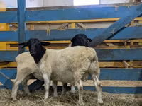 公羊, Sheep — 照片 1