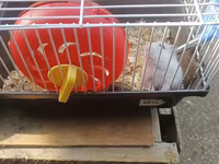 Hamster və qəfəs dəsti - Növ: kiçik ev heyvanı – hamster - Dəst — foto 1