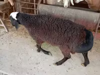 كبش, Blackheaded Persian sheep — الصورة 4