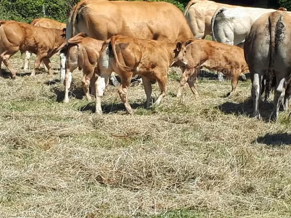 Razza bovina