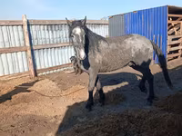 At, Orlov Trotter — foto 2