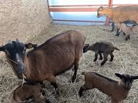 Goat, Alpine goat — photo 1