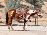 Hengst, American paint horse — Foto 5