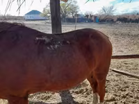 Caballo, Caballos — foto 2