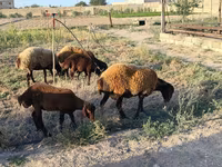 Sheep, Sheep — photo 2