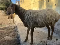 Қой, Arashan sheep — 4-сурет
