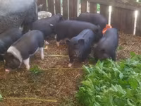 Schweine (Partie, Geschlecht nicht angegeben), Вьетнамская вислобрюхая — Foto 1