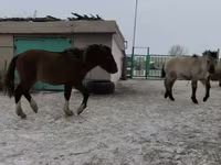 Caballo, Caballos — foto 4