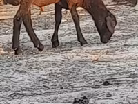 भेड़, Blackheaded Persian sheep — फ़ोटो 1