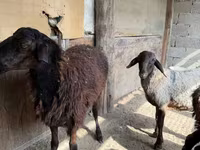 Qoç, Qoyunlar — foto 2