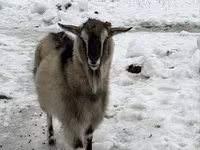 Ешкі, Alpine goat — 1-сурет