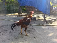 Chickens — 1-сурет