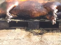 Vind carne de porc de casa crescut cu resturi de la gradinite — foto 4