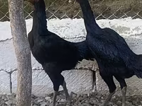 Ayam Cemani — Foto 5