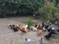 Chickens — Foto 1