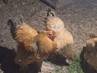 Brahma — photo 1