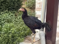 Chickens — Foto 2