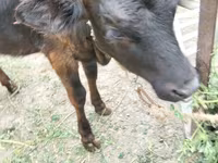 गाय, मवेशी — फ़ोटो 2